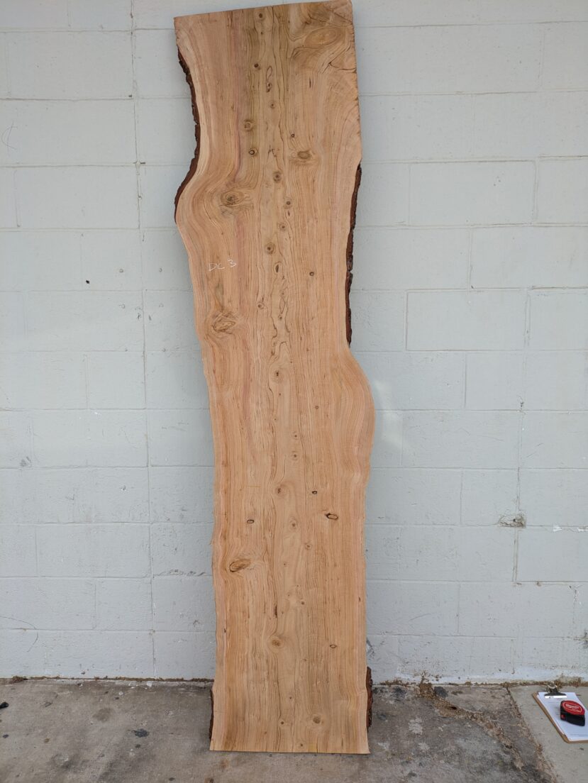 Deodar Cedar  DC003